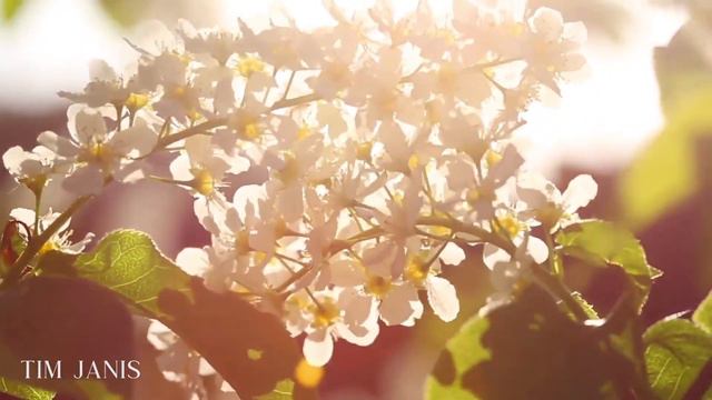 Relaxing Hymns on Piano, Peaceful Instrumental Music, "Palm Sunday" by Tim Janis смотреть онлайн
