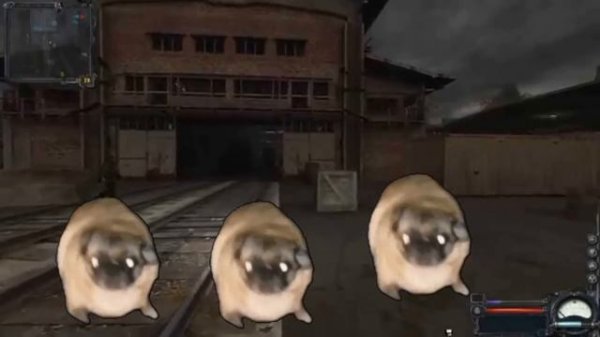 Мопсы Танцуют Под Радио Бандитов Из Сталкера 1 Час