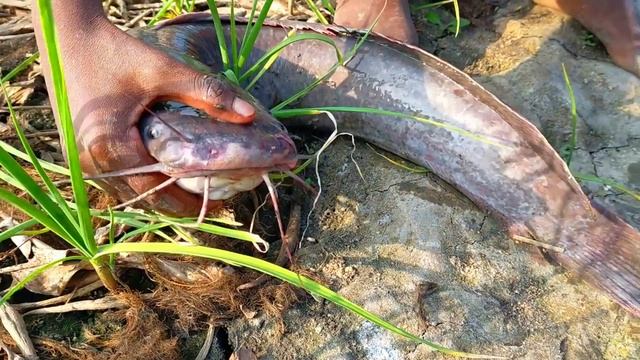 Hook Fishing - Traditional Hook Fishing - MR Fishing Life (Part-196) смотреть онлайн