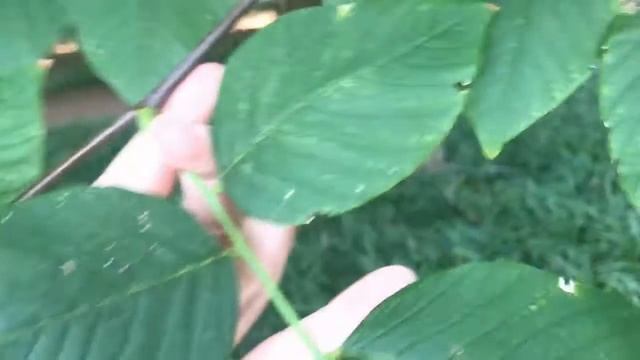 Cladrastis Kentukea (Kentucky Yellowwood)