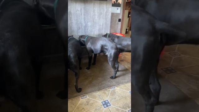 Утро доброе🥰#tttt #cane #canecorso #канекорсо #canecorsoitaliano #канекорсоитальяно смотреть онлайн