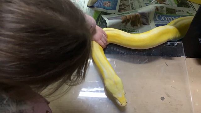 6 year old & 14ft Reticulated Python saying hello. смотреть онлайн