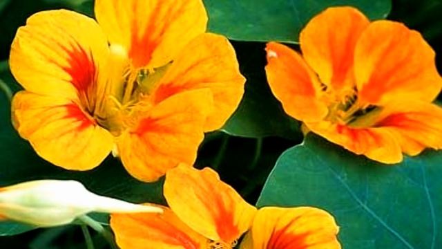 Capucine flowers (HD1080p) смотреть онлайн