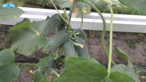 Огурцы сорта " Арктика" в плодоношении.