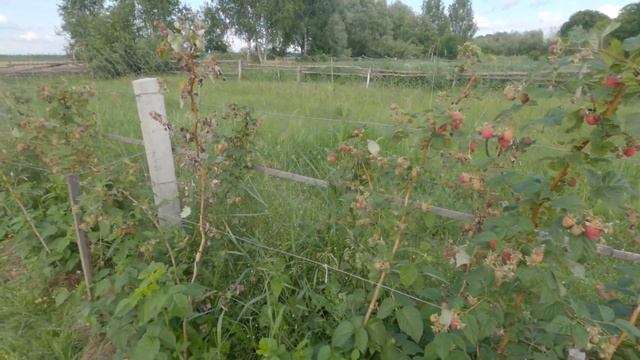 Малина 2021 Урожай радует, хоть и не всё хорошо смотреть онлайн