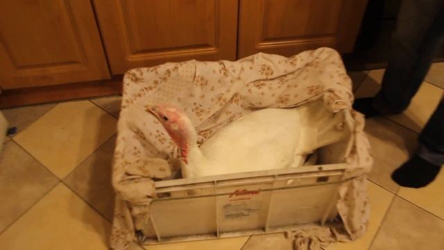 Подарки из Рязани. смотреть онлайн