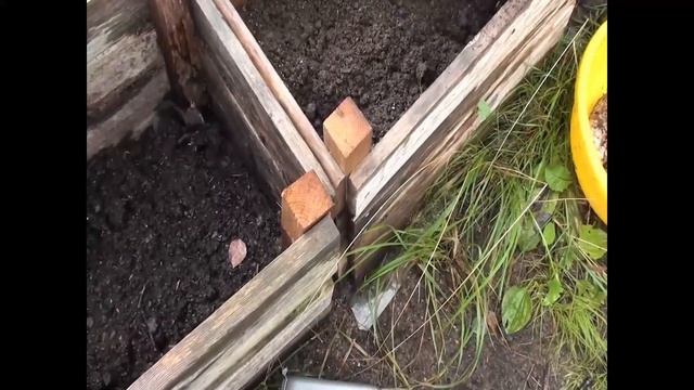 Картошка выращенная в ящиках. Выкапываем урожай. смотреть онлайн