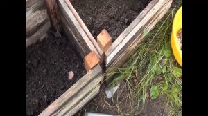 Картошка выращенная в ящиках. Выкапываем урожай.