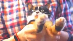 Кот Куки танцует