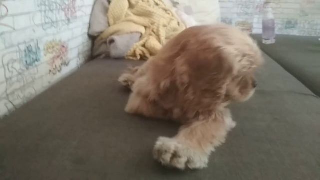 Почему сегодня не было видео смотреть онлайн