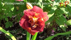20 сортов лилейников моего сада (известных и неизвестных) 2023 #hemerocallis #daylilies