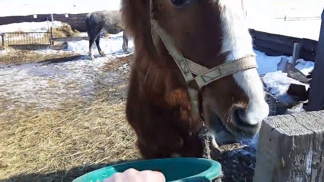 Обзор на моего жеребенка по кличке "Андрюшка", нюансы обучения лошадей. смотреть онлайн