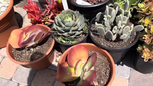 Why do succulents turn red in the sun? смотреть онлайн
