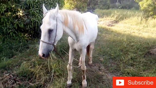 New Best Horse Mating Must Watch This Video
