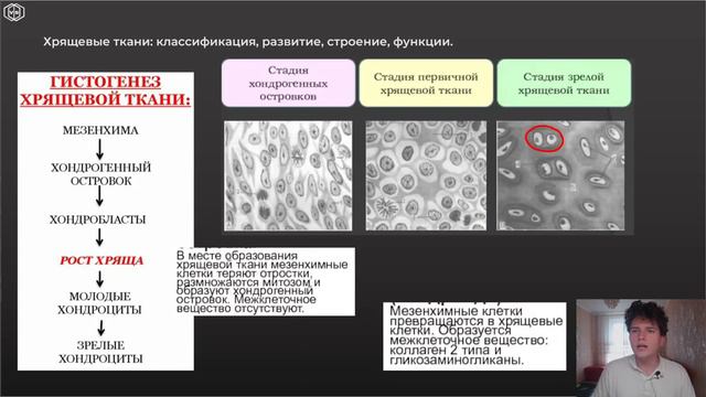 Гистология | ХРЯЩ. СКЕЛЕТНЫЕ ТКАНИ смотреть онлайн