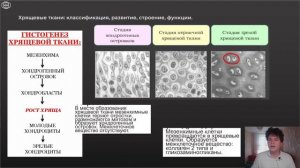 Гистология | ХРЯЩ. СКЕЛЕТНЫЕ ТКАНИ