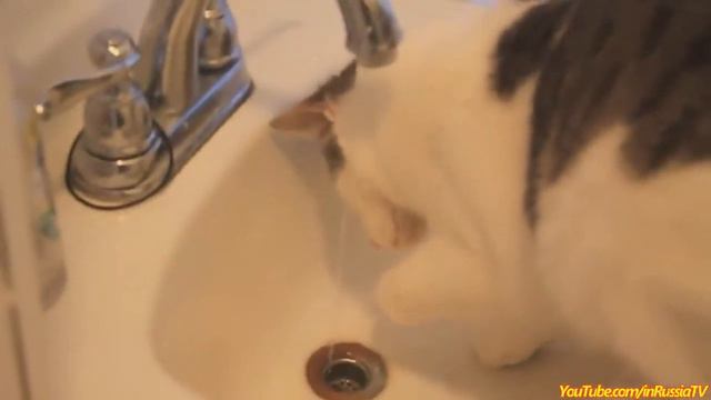 Кошки в ванной) смотреть онлайн