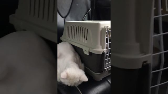 ТТ: cats#кошечки после стрижки смотреть онлайн