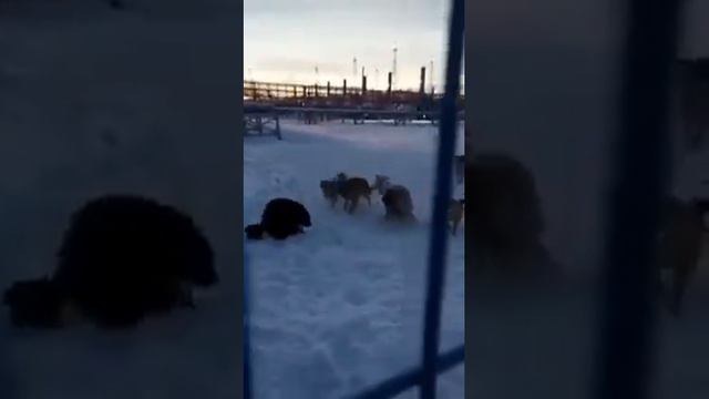 Ямбург.... ГП-2 Росомаха на территории добычи. смотреть онлайн
