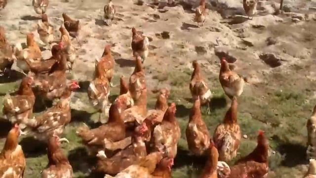 Otaika Valley Free Range Eggs NZ смотреть онлайн