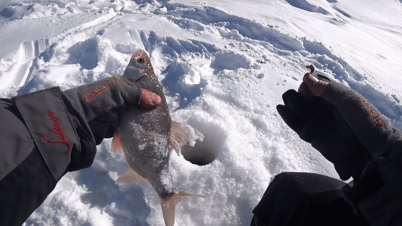 Хорошая зимняя рыбалка весной.крупная сорога. смотреть онлайн