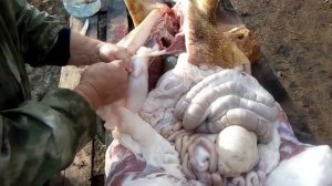 18+ Убой и разделка свиньи.