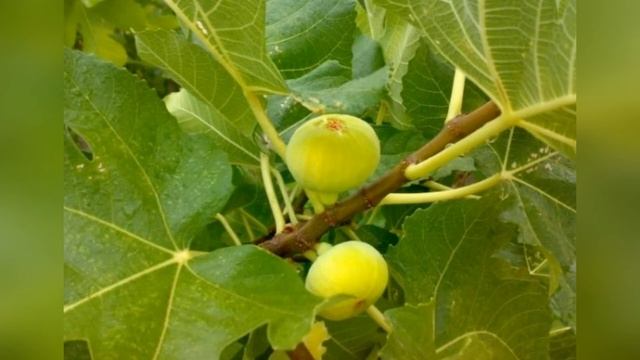 Инжир сорта для дома.