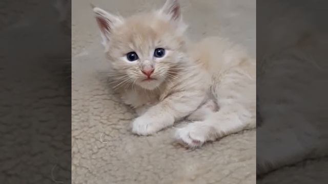 Котёнок Мейн-кун смотреть онлайн