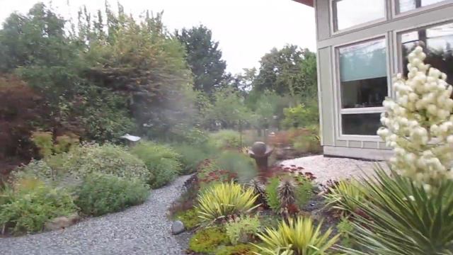 Variegated Yucca aloifolia in Bloom in Canada смотреть онлайн