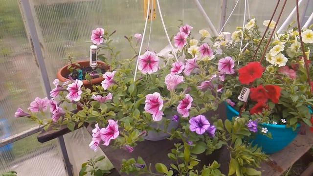 Ампельная петуния ( Опера) обзор. смотреть онлайн