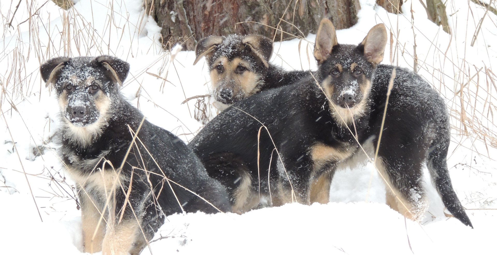 щенки Юстен и Бестия, яшки