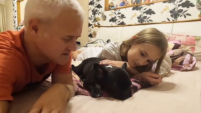 Французский Бульдог (девочка Черри) - Как она вживается семью? / Из личного архива смотреть онлайн