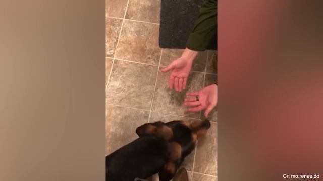 Most Emotional Dogs Reunions with Their Owners That Will Melt Your Heart ❤️ смотреть онлайн