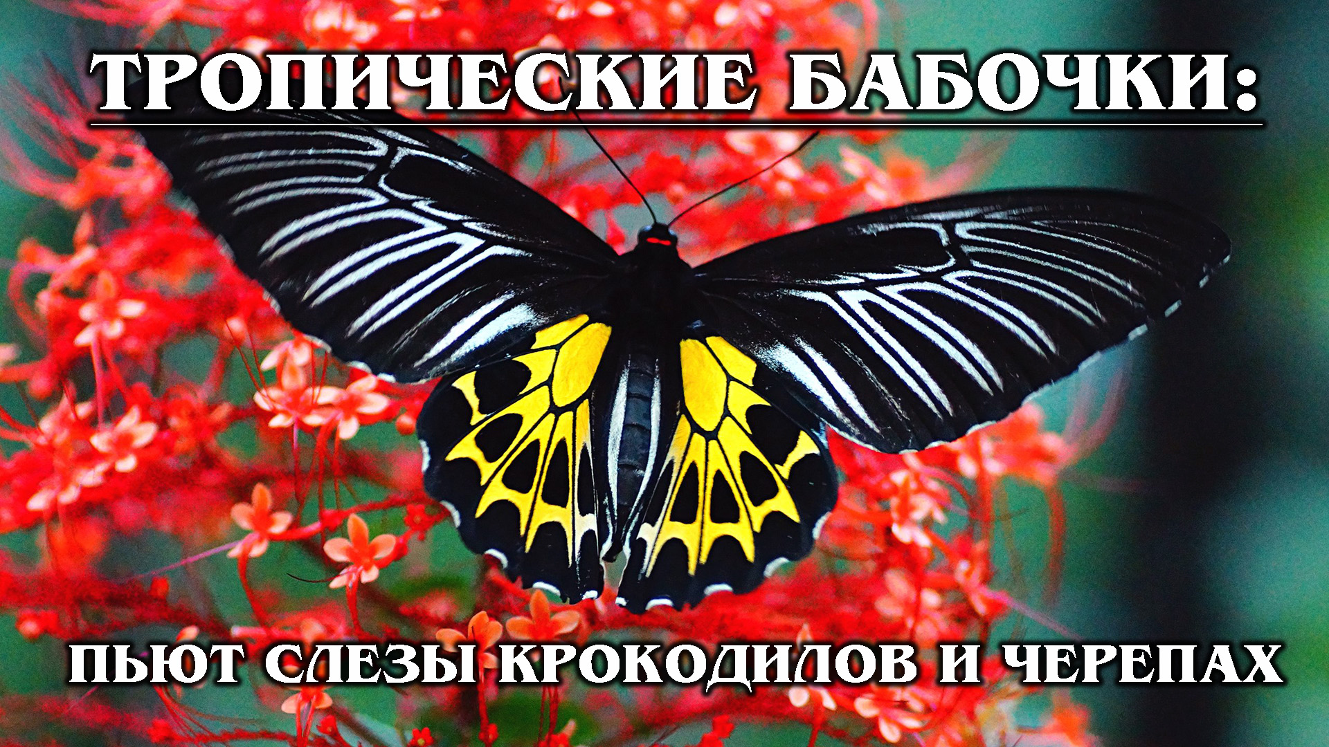 ТРОПИЧЕСКИЕ БАБОЧКИ: Самые красивые виды тропический бабочек | Интересные факты про бабочек смотреть онлайн