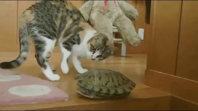 Подборка приколов. Рюкзак для переноски кота. смотреть онлайн