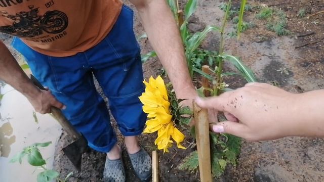 Гроза, ливень. Затопило беседку. Июль 2023 Березники Пермский край смотреть онлайн