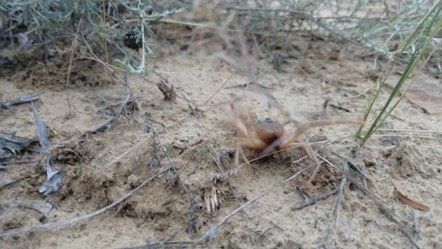 Обыкновенная сольпуга (Galeodes araneoides). Дагестан смотреть онлайн