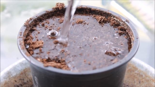 How to Grow a Carambola (Starfruit) Tree from Seed - DIY Video смотреть онлайн