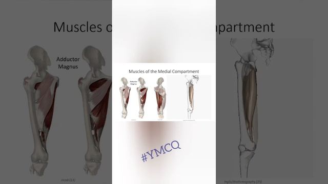 Adductor Magnus Anatomy #ymcq_muscles смотреть онлайн