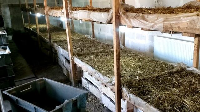 Эксперимент по проращиванию зерна для корма червям смотреть онлайн
