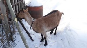 Как я раздоила Козу первокотку до 4 литров!!!