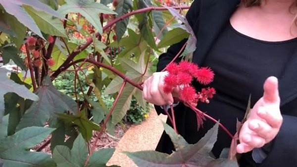 Ricinus communis - castor bean