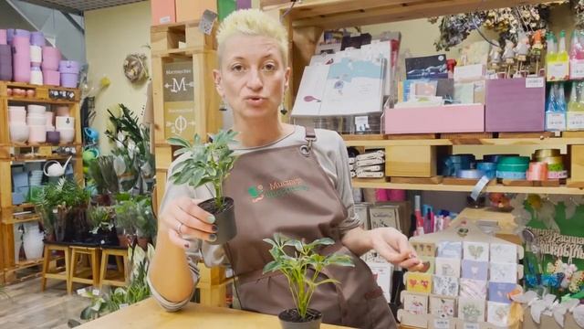 Шеффлера Мундроп - самая миниатюрная шеффлера | Карликовая шеффлера