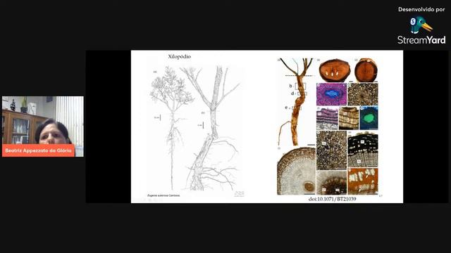 Órgãos subterrâneos gemíferos e o rebrotamento de espécies numa área de Cerrado em regeneração смотреть онлайн