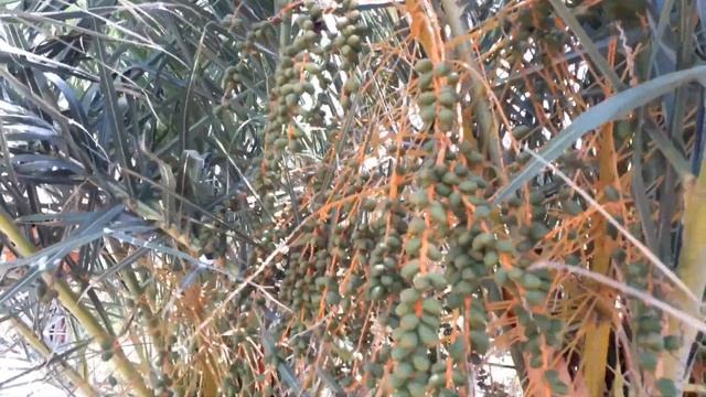 ☀Magic Caribbean Mahdia 4*, обзор отеля. Часть I, территория. Честный отзыв. Тунис, июнь 2019г. смотреть онлайн