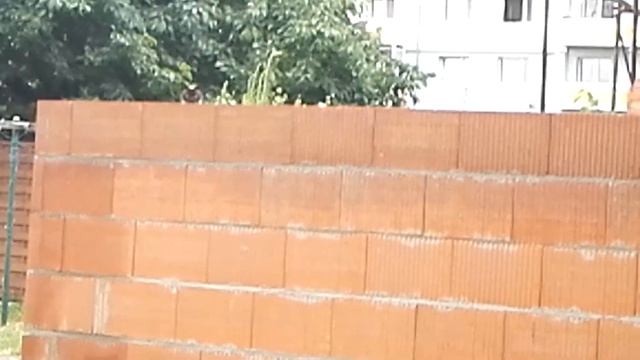 На улице в стретил Сиамскую Кошку! Пипец! 13.7.2019 смотреть онлайн