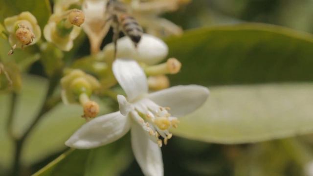 Музыкотерапия для сердца и сосудов, расслабляющая 🌿 Успокаивающая музыка для нервов смотреть онлайн