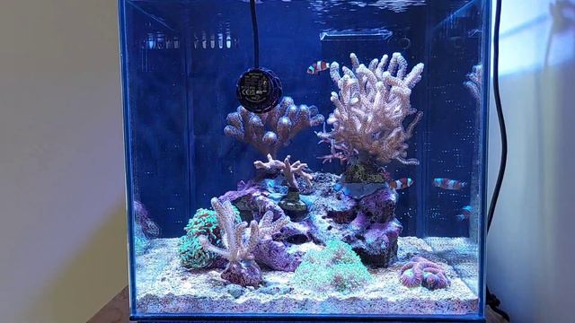 Coral Reef Aquarium School - Part S5 - Status 4 Month смотреть онлайн