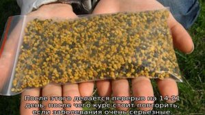 Пчелиная пыльца — применение