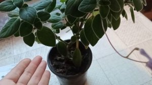 #комнатноерастение Стрептокарпелла